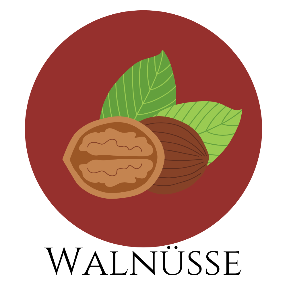 Illustration von Walnüssen